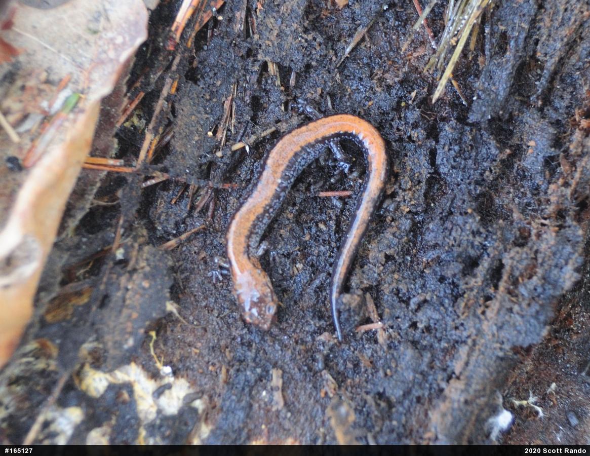 Eastern Red-backed  Salamander