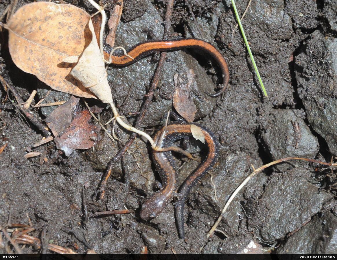 Eastern Red-backed  Salamander