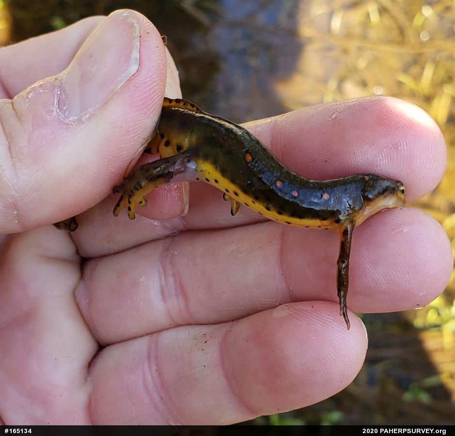 Red-spotted Newt