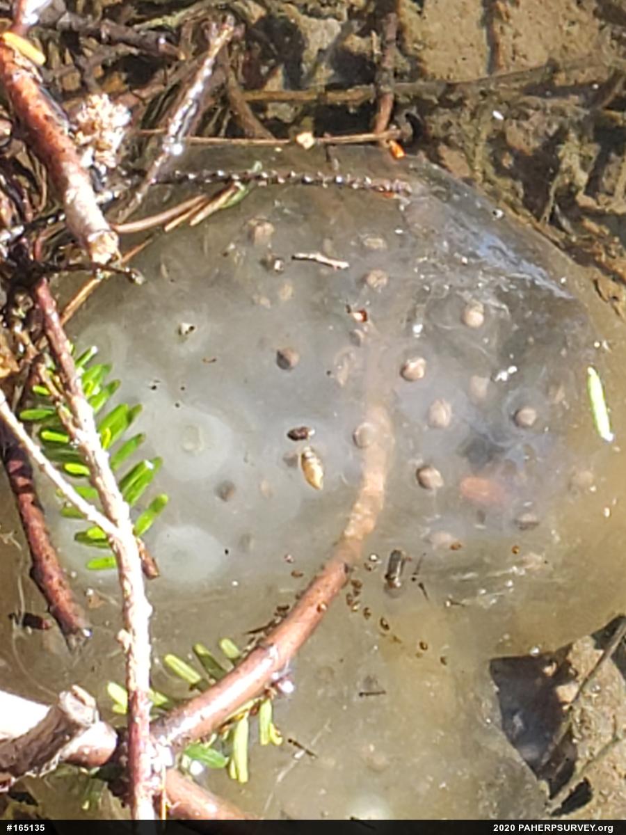 Spotted Salamander