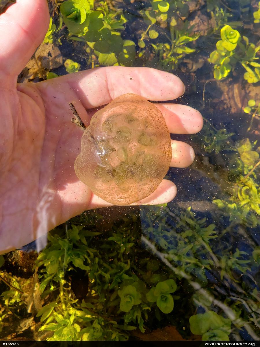 Spotted Salamander