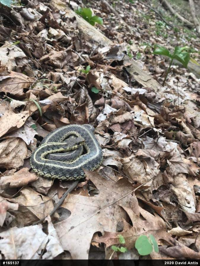 Eastern Gartersnake