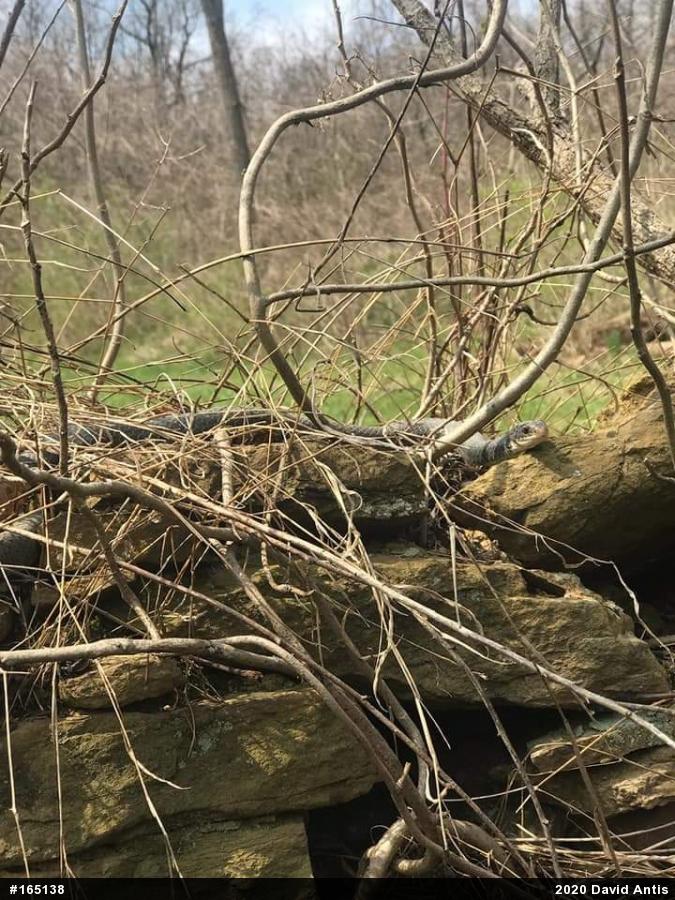 Northern Black Racer