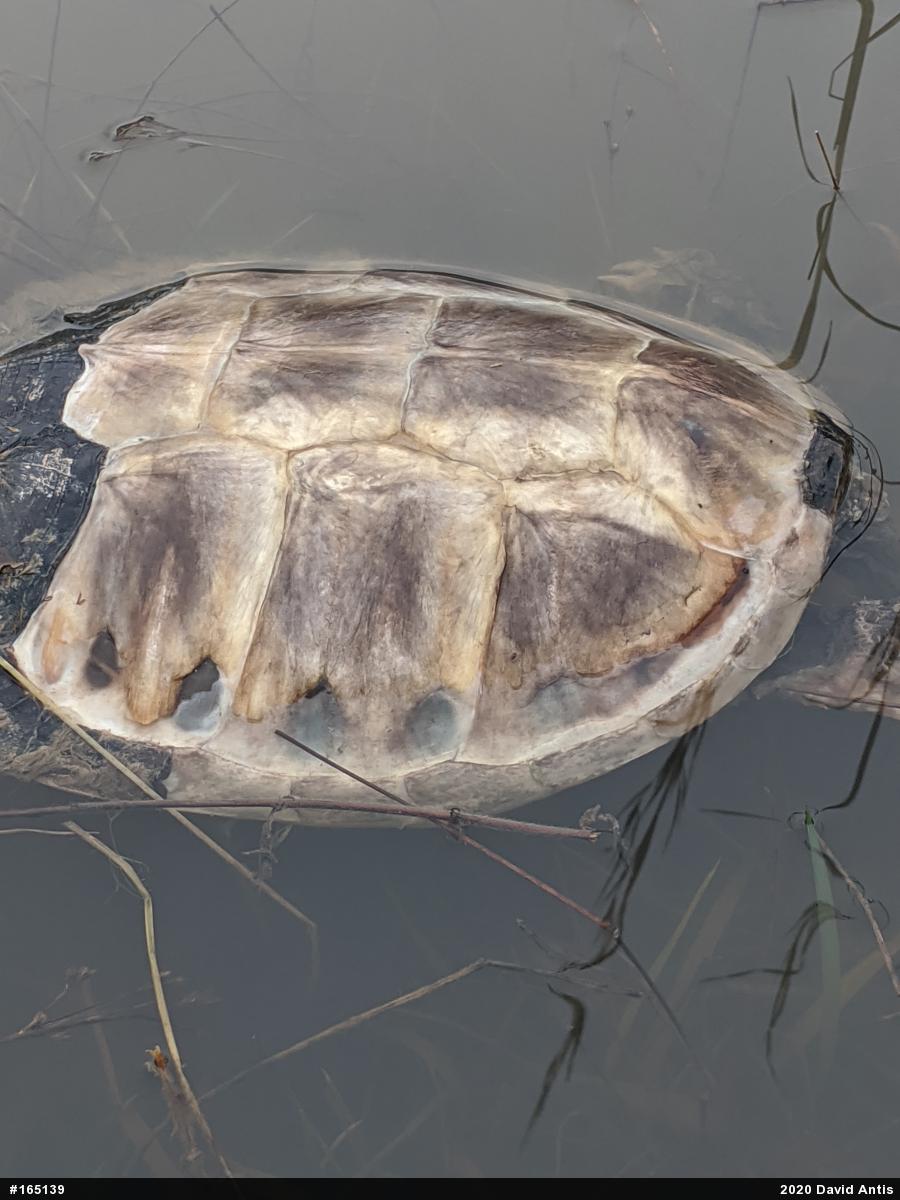 Snapping Turtle
