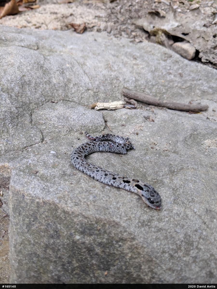 Eastern Hog-nosed Snake