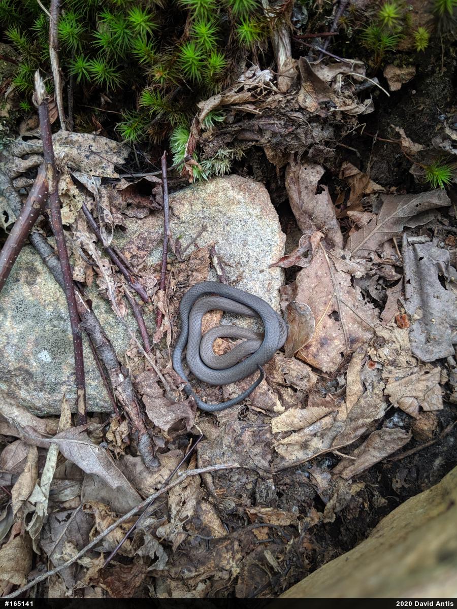 Northern Ring-necked Snake