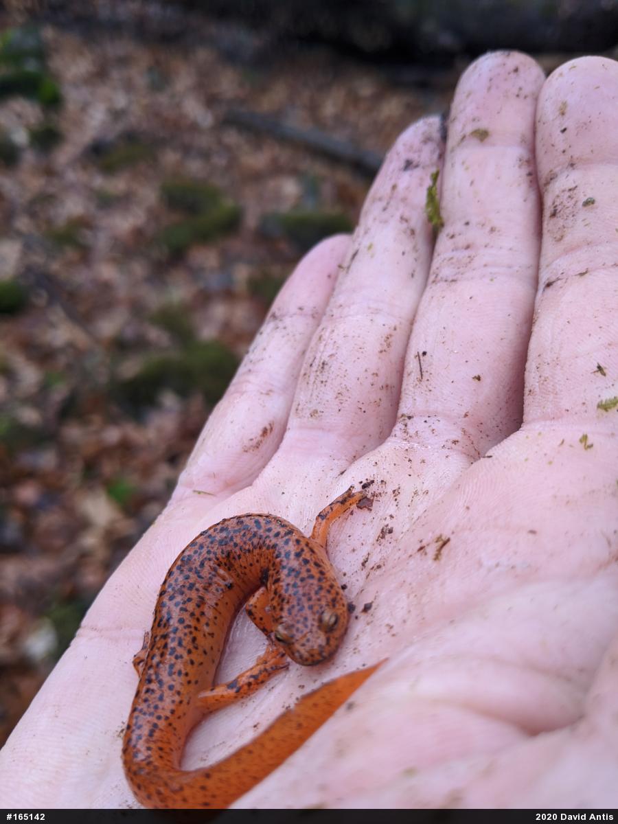 Northern Red Salamander
