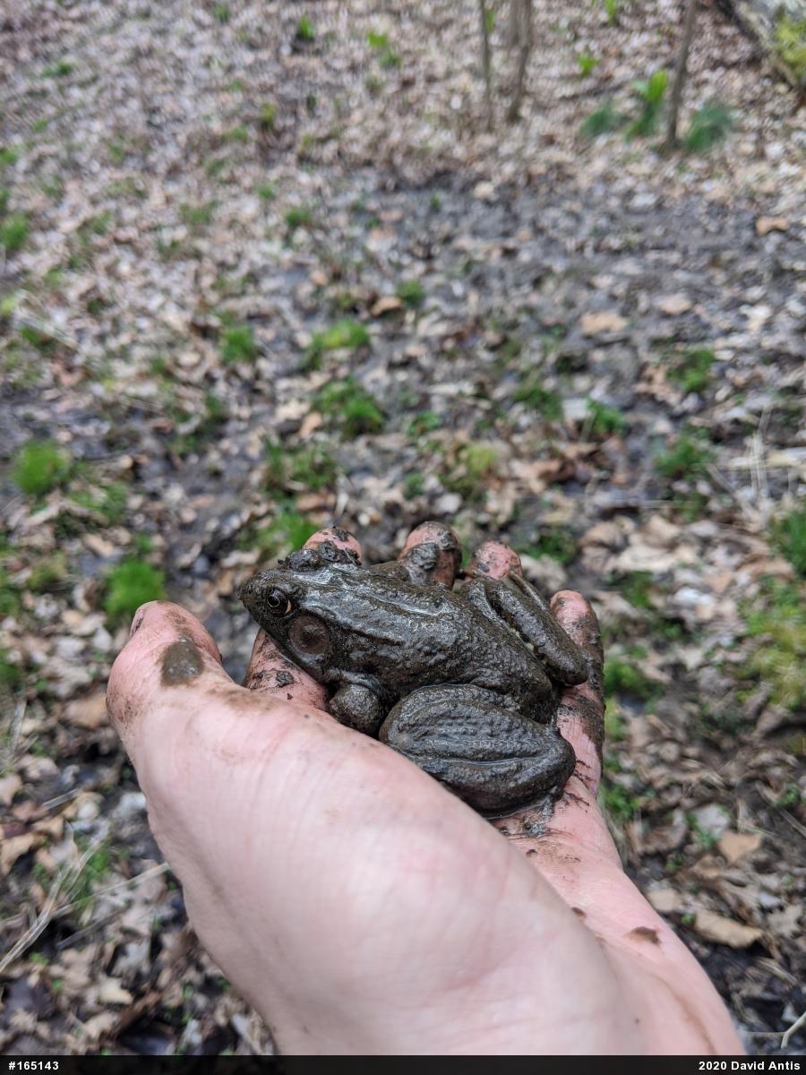 Green Frog