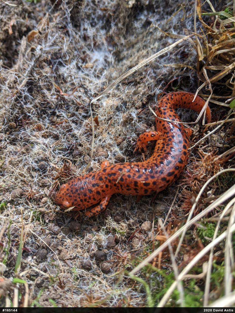 Northern Red Salamander