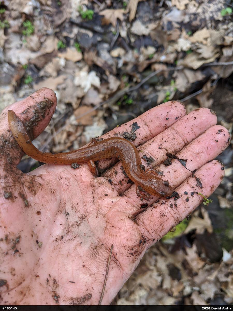 Northern Spring Salamander