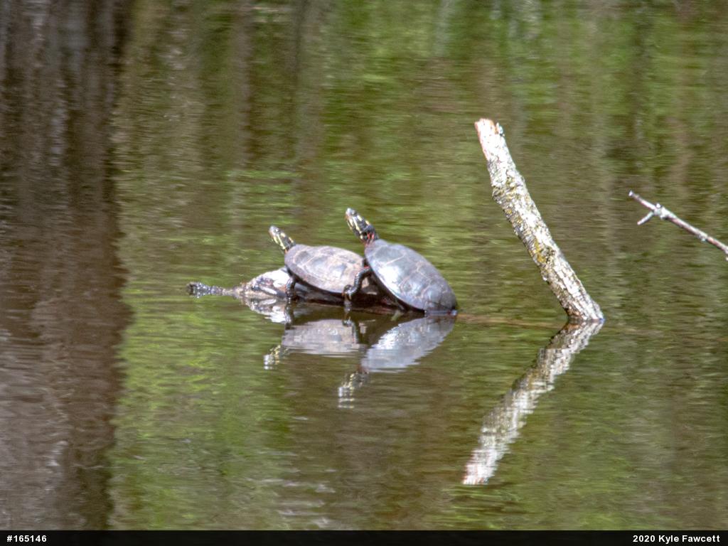 Painted Turtle