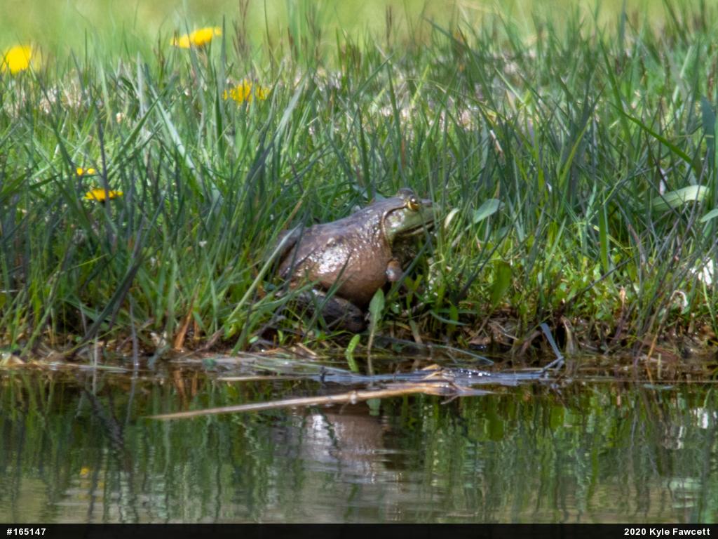American Bullfrog