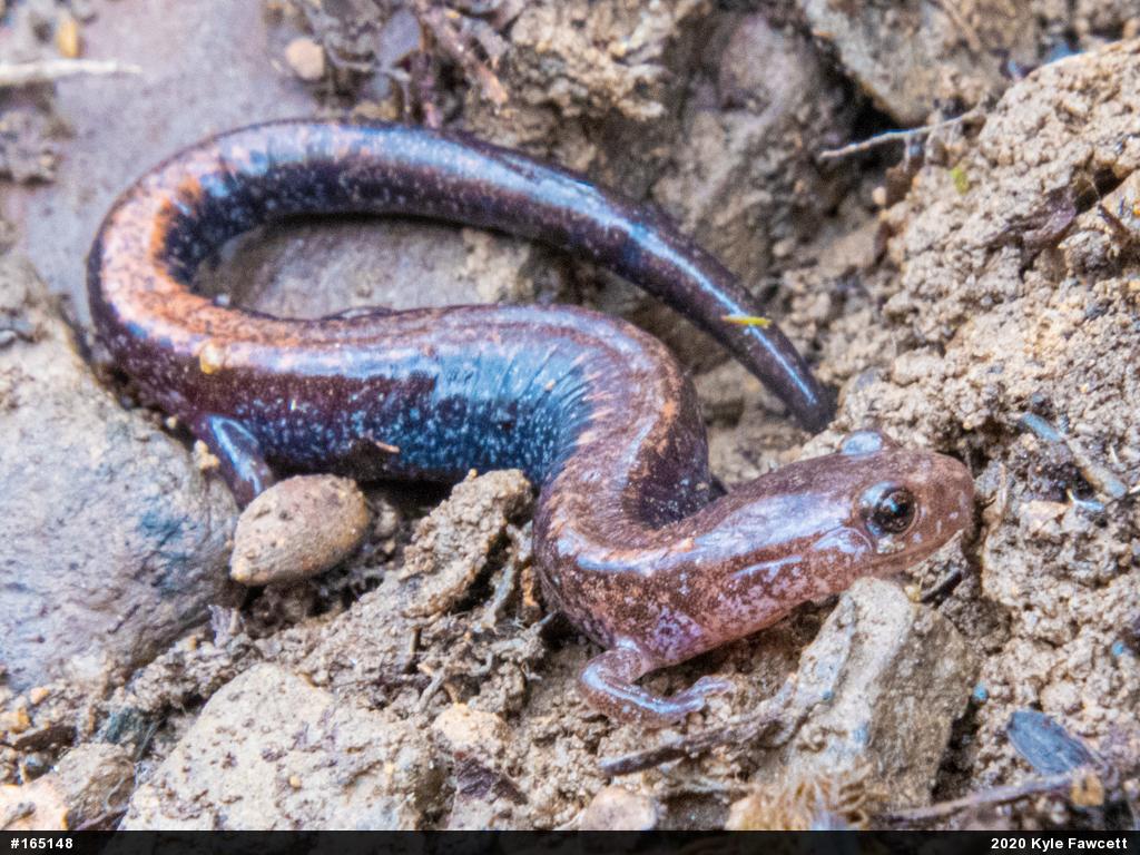 Eastern Red-backed  Salamander