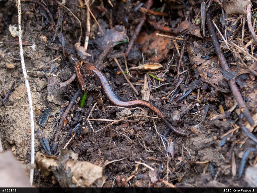 Eastern Red-backed  Salamander