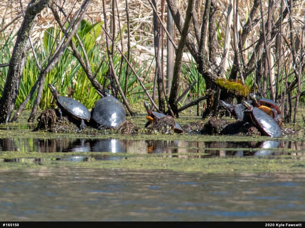 Painted Turtle
