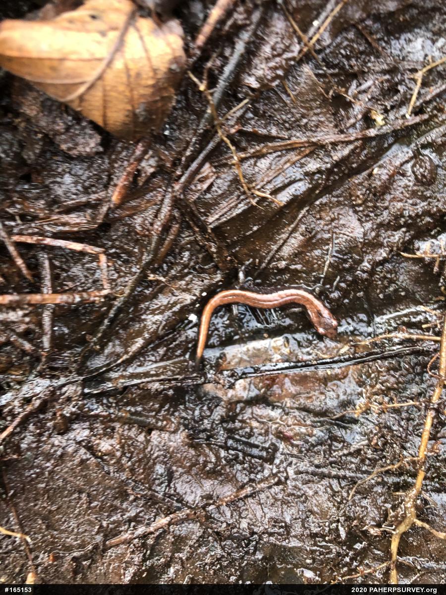 Eastern Red-backed  Salamander