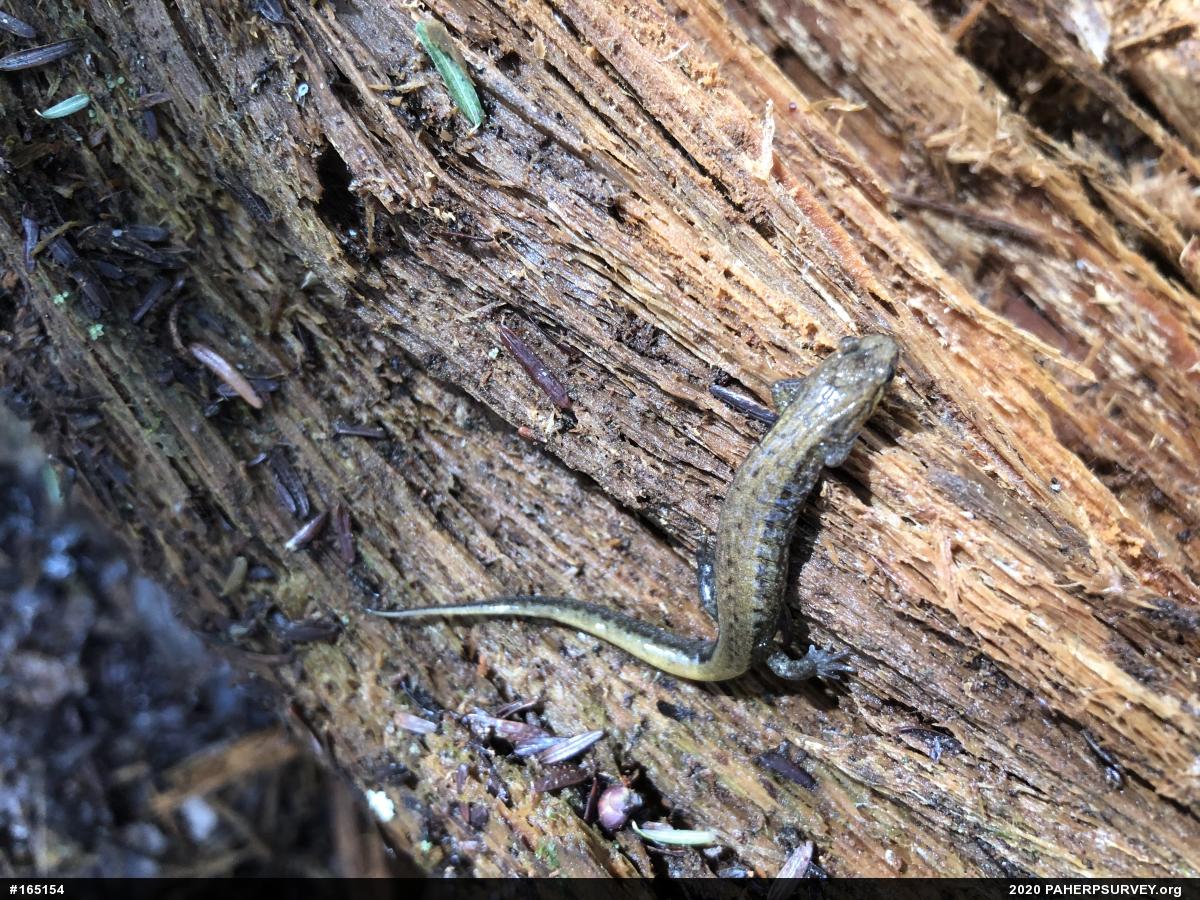 Allegheny Mountain Dusky Salamander