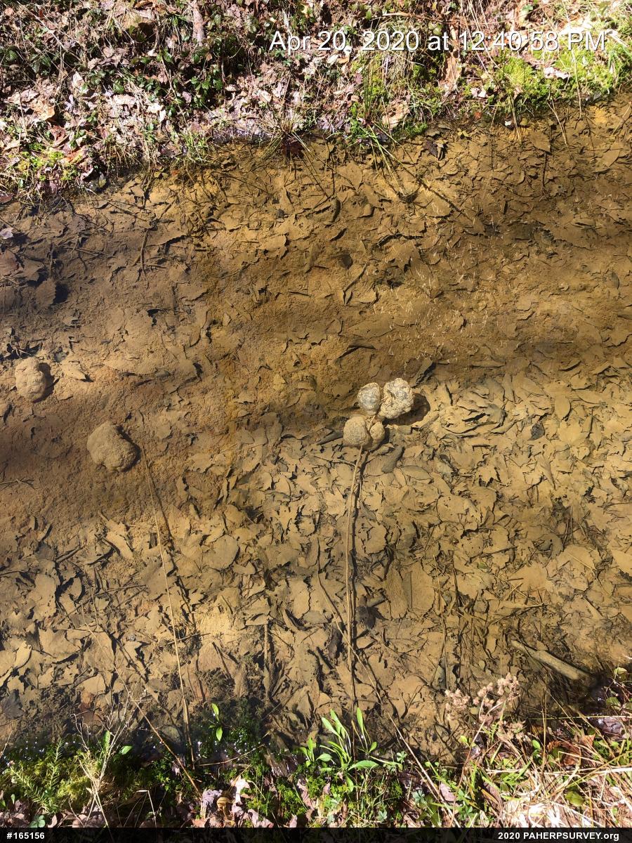 Spotted Salamander
