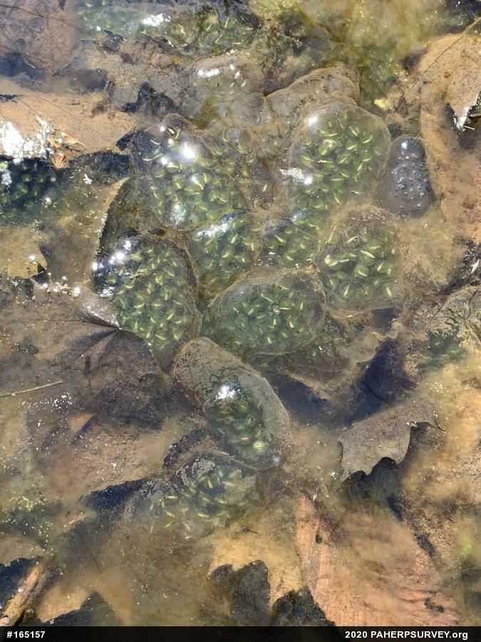 Spotted Salamander