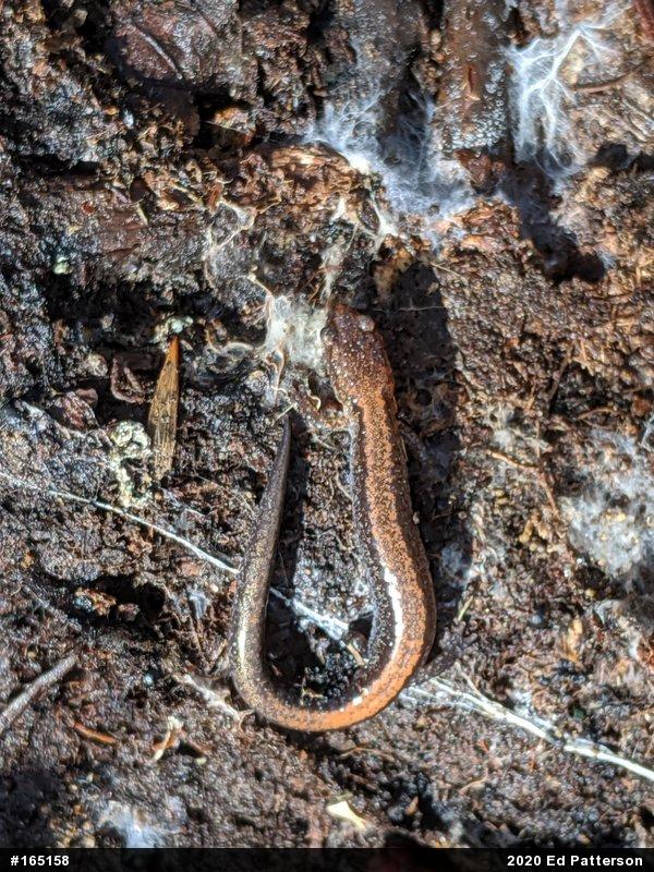 Eastern Red-backed  Salamander