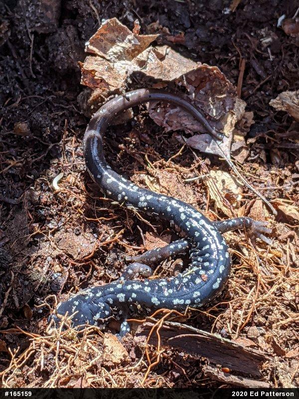 Northern Slimy Salamander