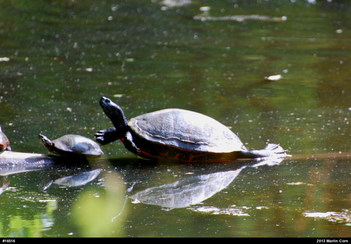 Painted Turtle
