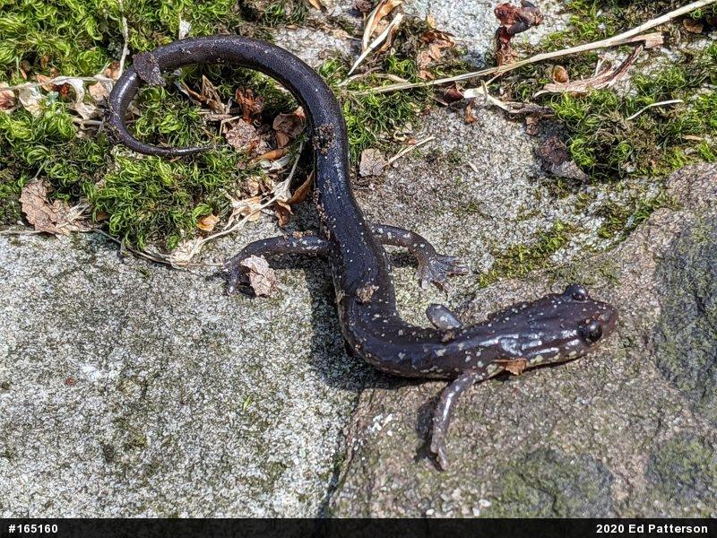 Wehrle's Salamander