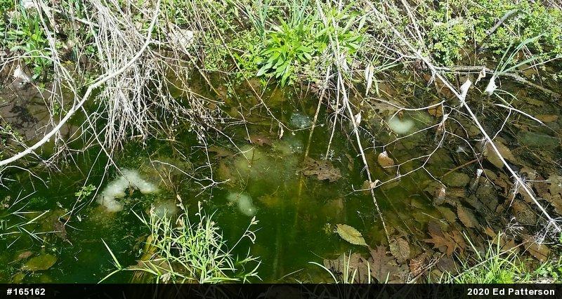 Spotted Salamander
