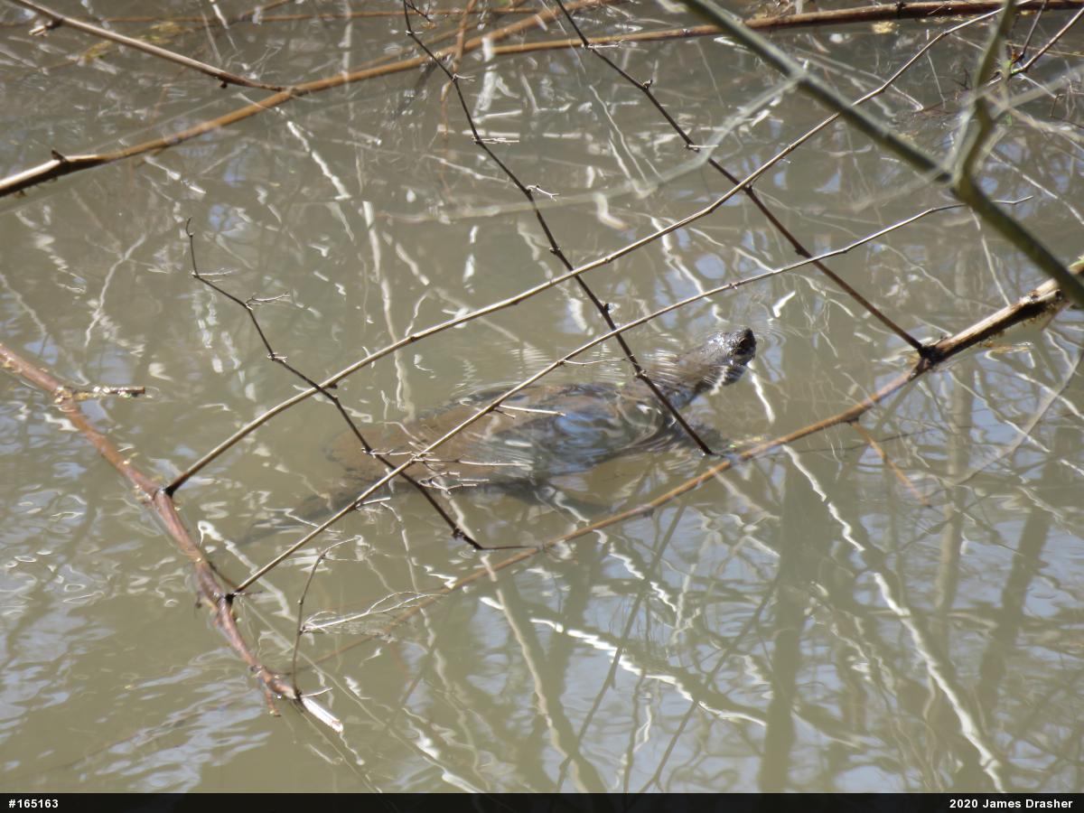 Snapping Turtle