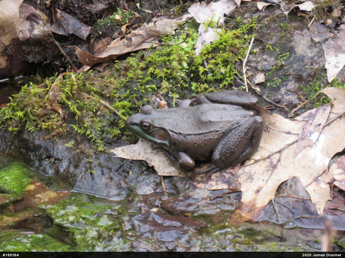Green Frog