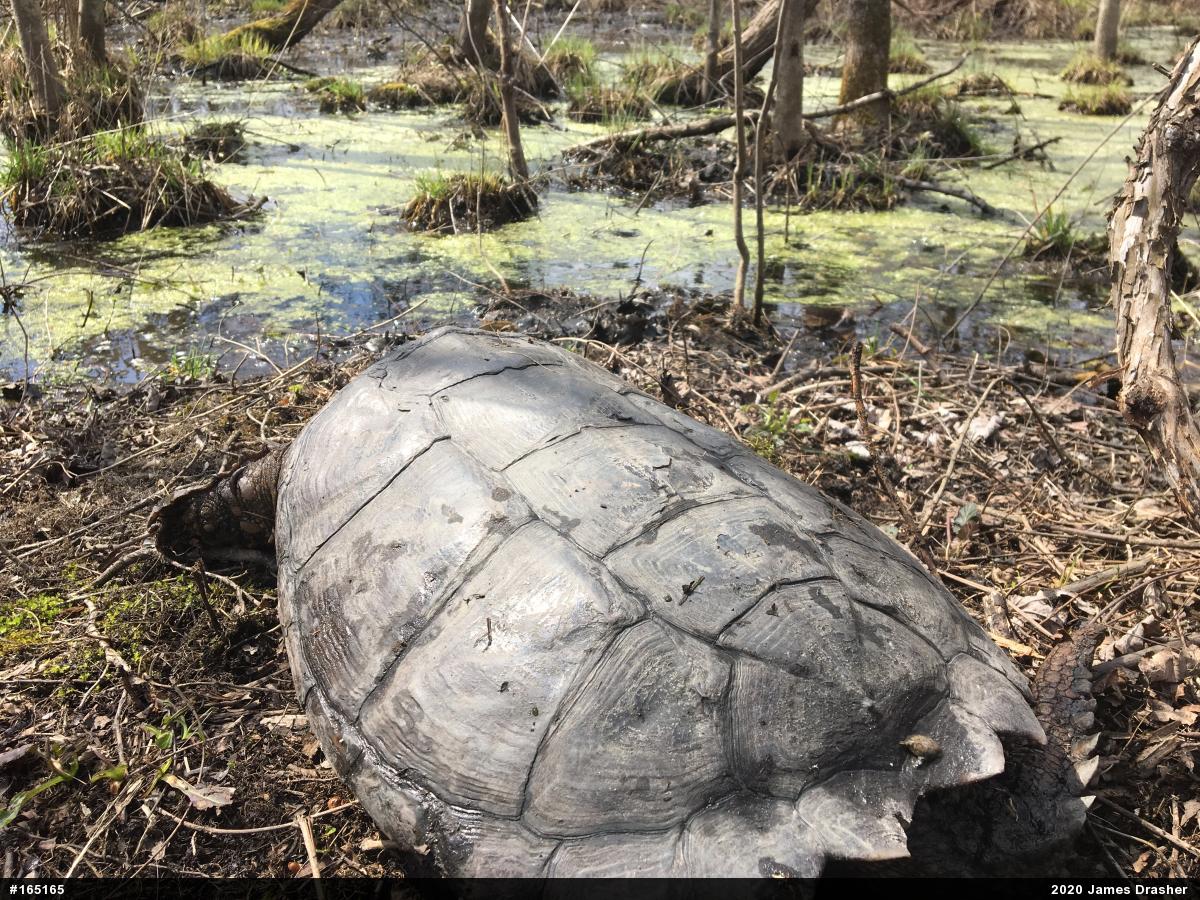 Snapping Turtle