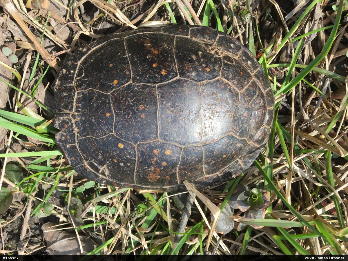 Spotted Turtle