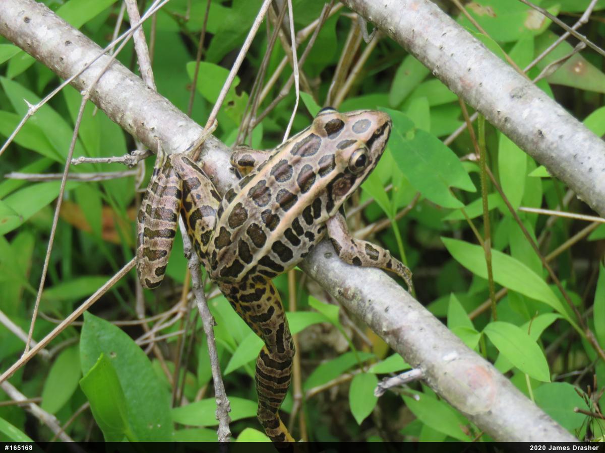 Pickerel Frog