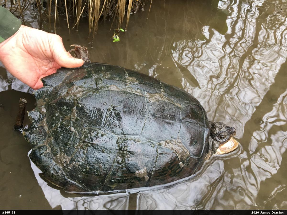 Snapping Turtle