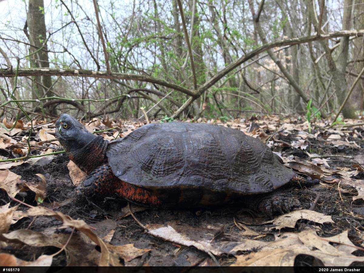 Wood Turtle