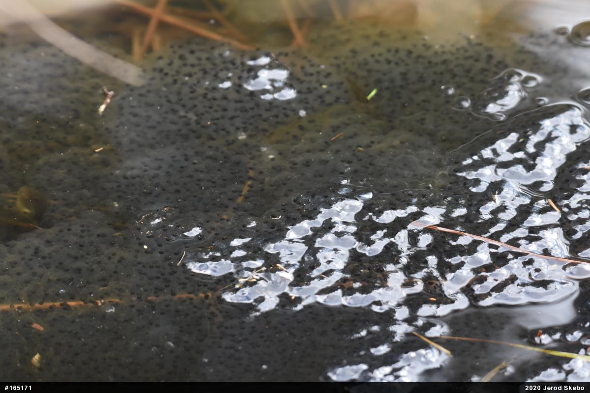 Wood Frog