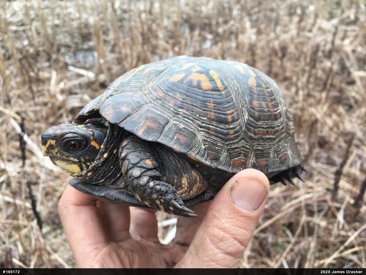 Eastern Box Turtle
