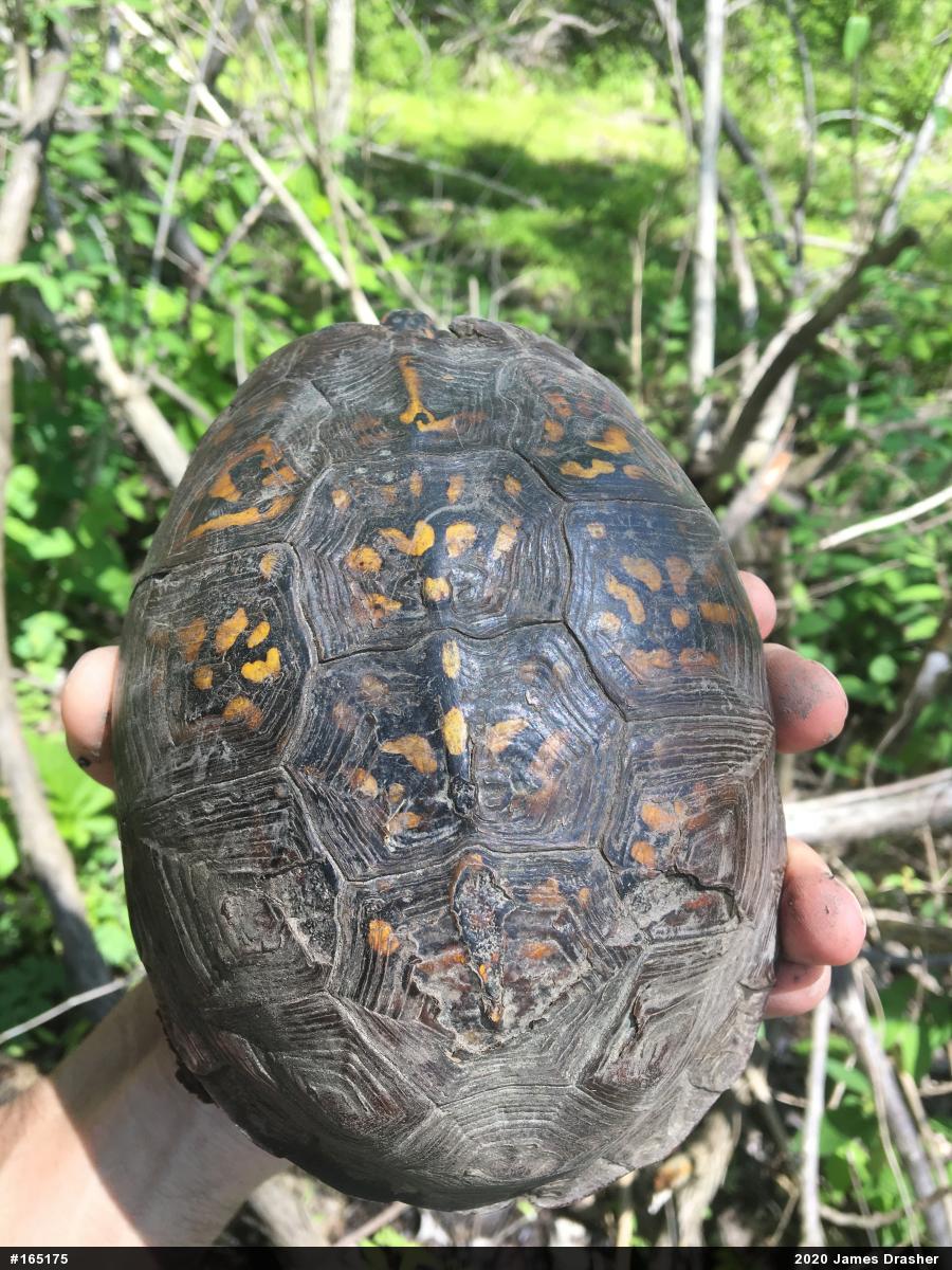Eastern Box Turtle