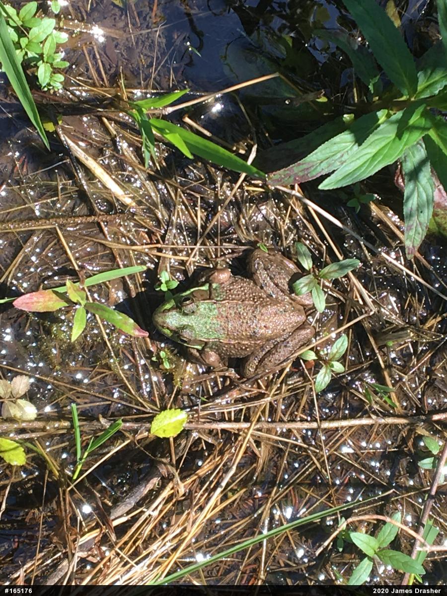 Green Frog