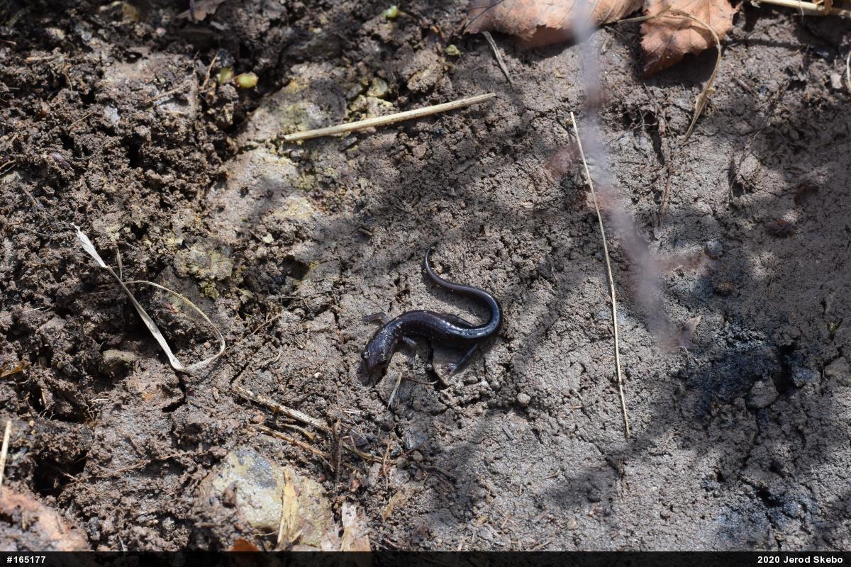 Wehrle's Salamander