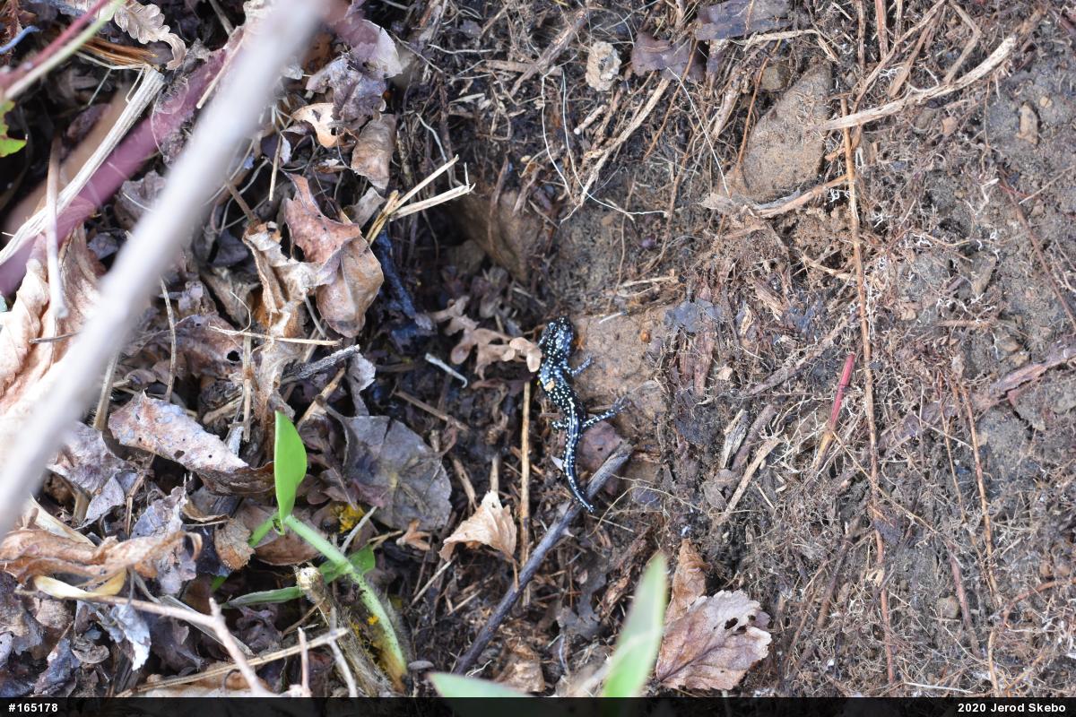 Northern Slimy Salamander