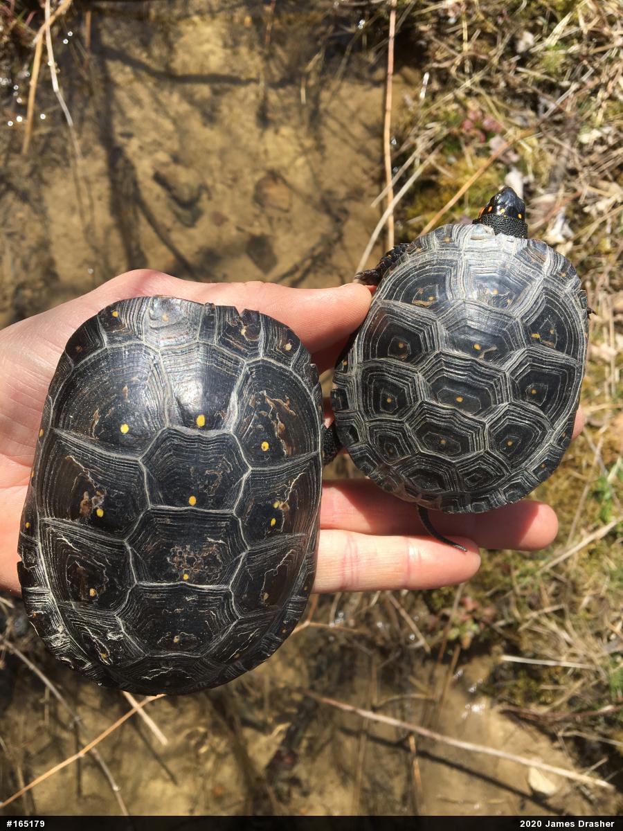 Spotted Turtle