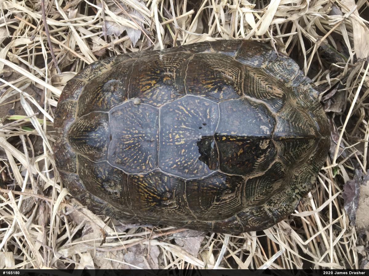 Wood Turtle