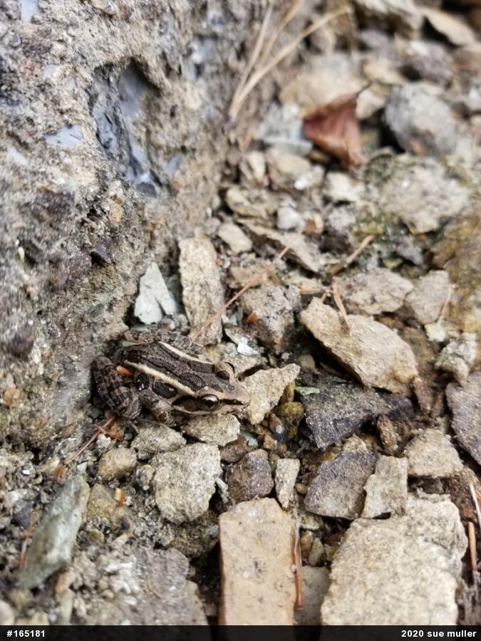 Pickerel Frog