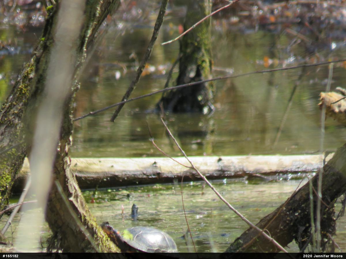Spotted Turtle