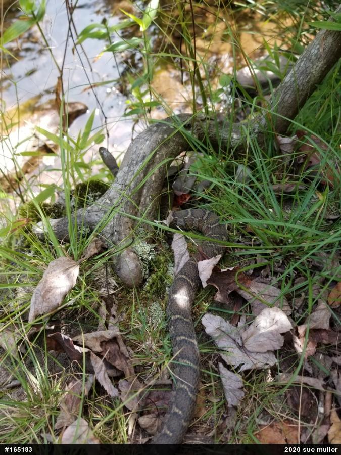 Northern Watersnake