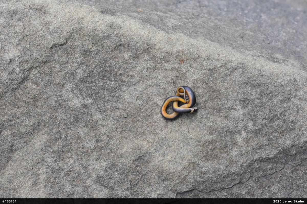 Northern Ring-necked Snake