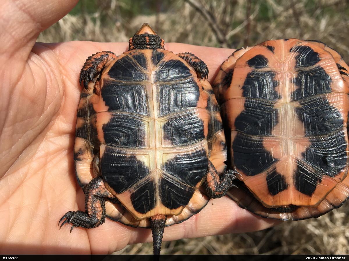 Spotted Turtle