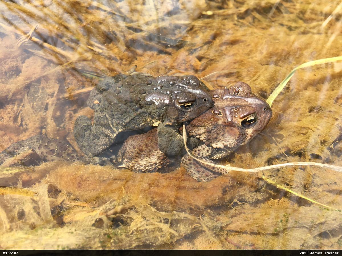 Eastern American Toad