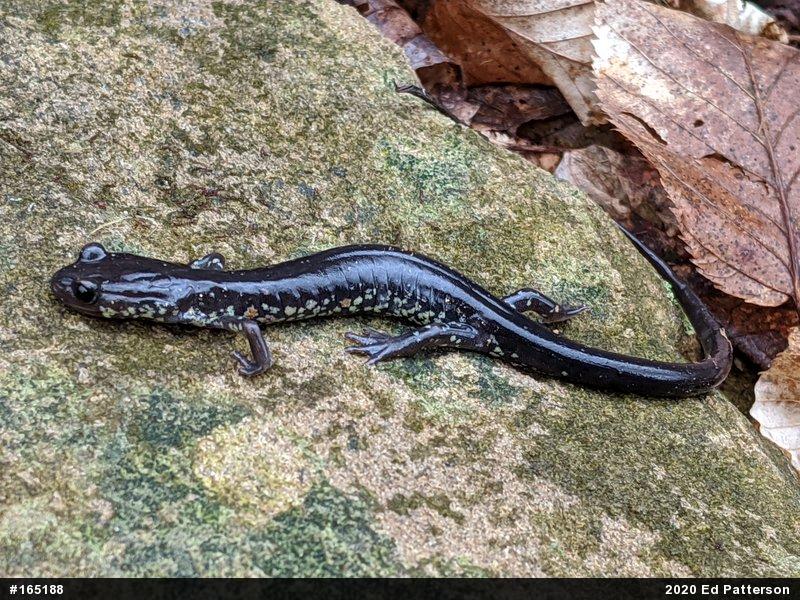 Wehrle's Salamander